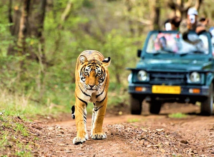 Tiger walking on a forest safari